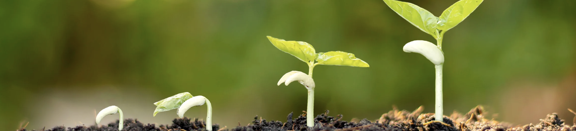 Plant growing from soil, symbolising growth, learning, and the start of counselling training.