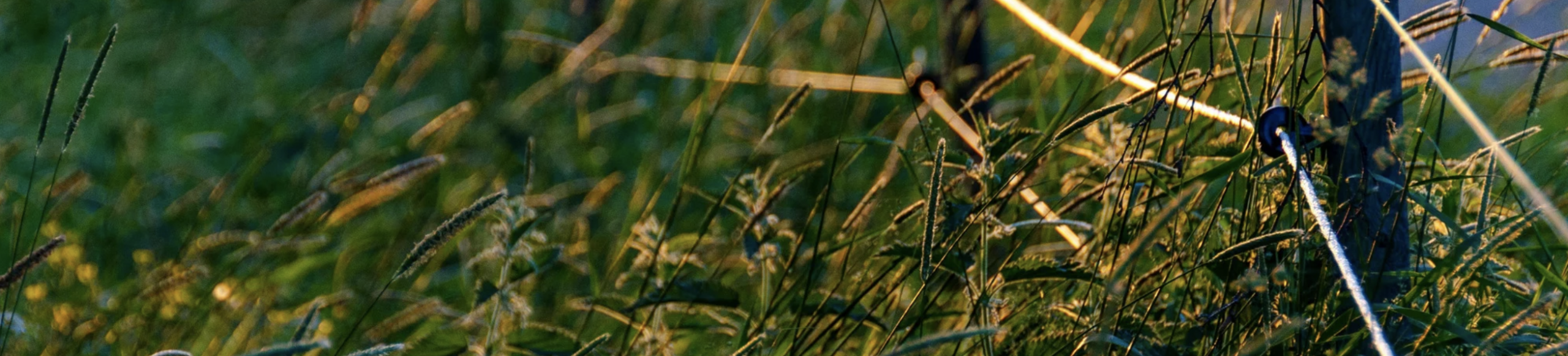 Long grass field with fence symbolising healthy emotional boundaries in counselling