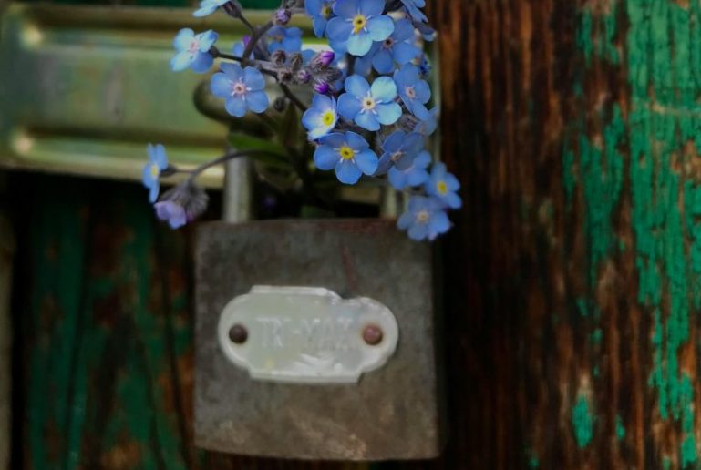 A lock with forget-me-not flowers